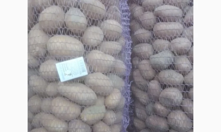 Продажа насинневой картошки сортов Есмі и Гранада оптом - фото № 1