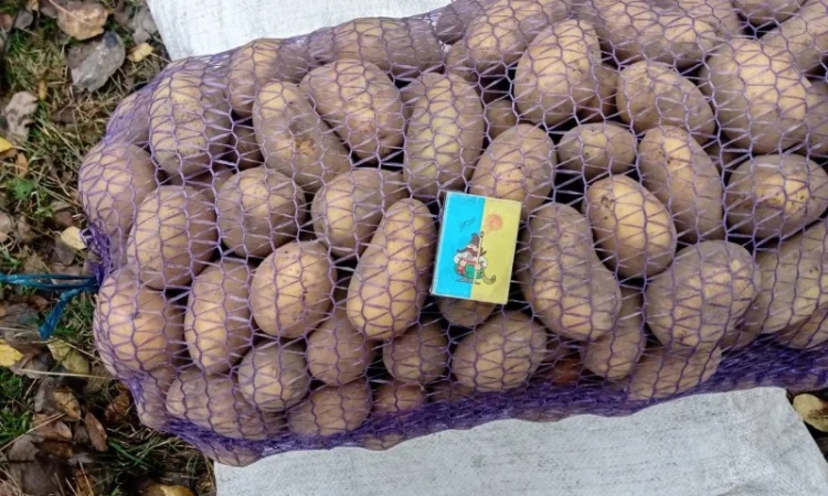 Продаж картоплі середнього калібру оптом - фото № 1