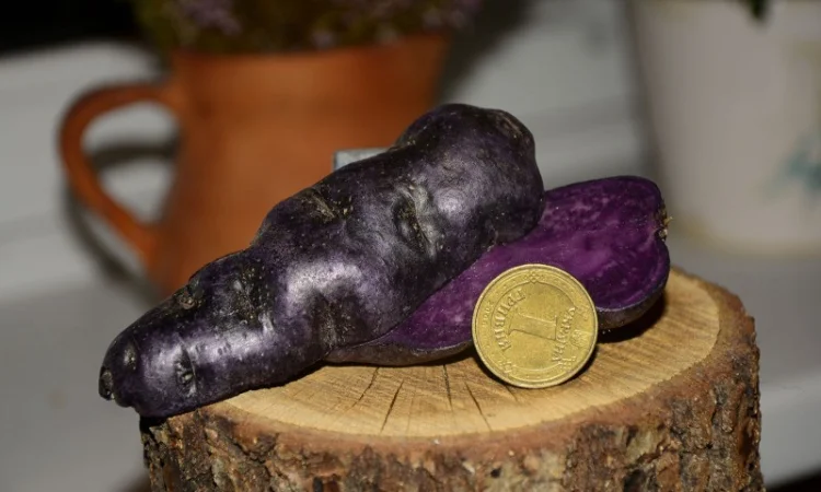 Картопля фіолетова Вітелотт, Vitelott potato - фото № 1