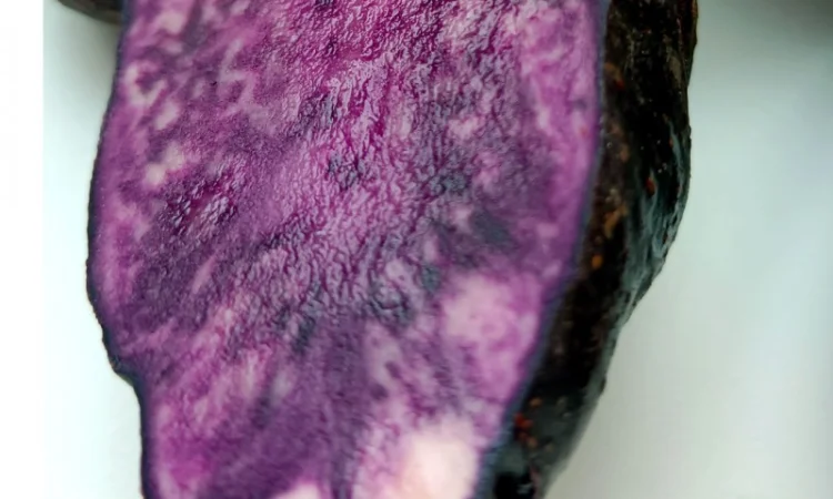 Картопля фіолетова Вітелотт, Vitelott potato - фото № 2