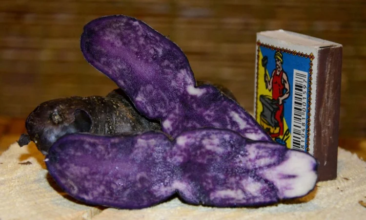 Картофель Vitelotte – унікальний насіннєвий сорт - фото № 2