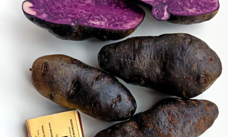 Картофель Vitelotte – унікальний насіннєвий сорт - фото № 1