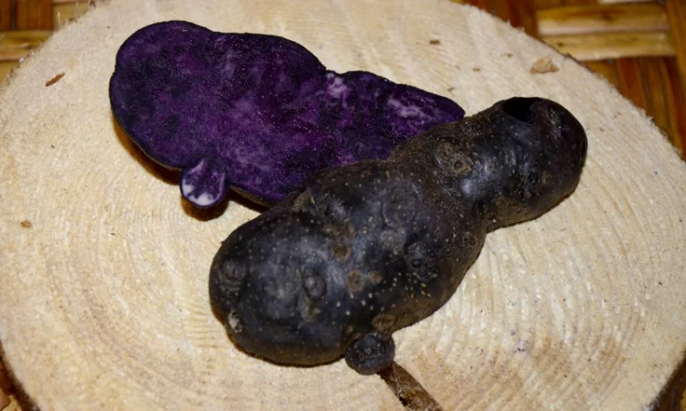 Картофель Vitelotte – унікальний насіннєвий сорт - фото № 3