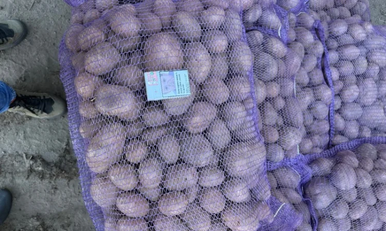 Закупівля картоплі бюджетної якості - фото № 1