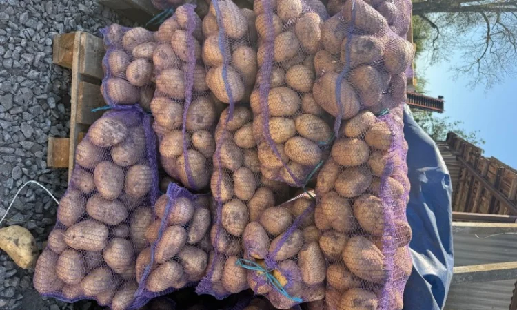 Закупівля картоплі бюджетної якості - фото № 2