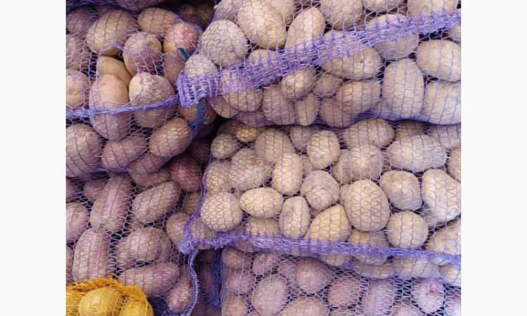 Продам товарну домашнюю картоплю 22т - фото № 1