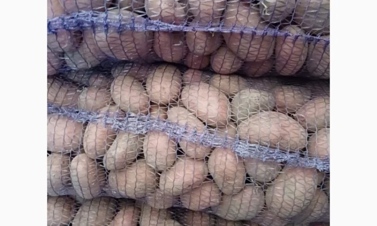 Продам товарну домашнюю картоплю 22т - фото № 2