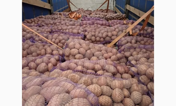 Продам товарну домашнюю картоплю 22т - фото № 3