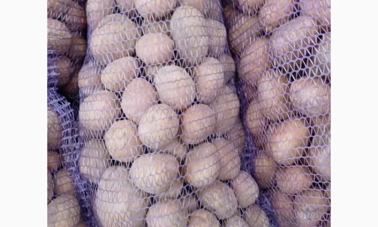 Продам товарну домашнюю картоплю 22т - фото № 4