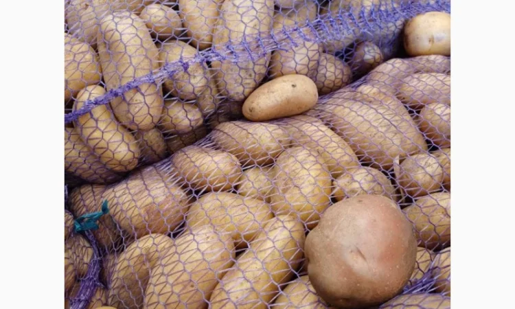 Продам товарну домашнюю картоплю 22т - фото № 5