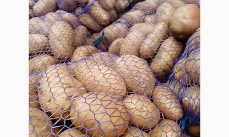 Продам товарну домашнюю картоплю 22т - фото № 6