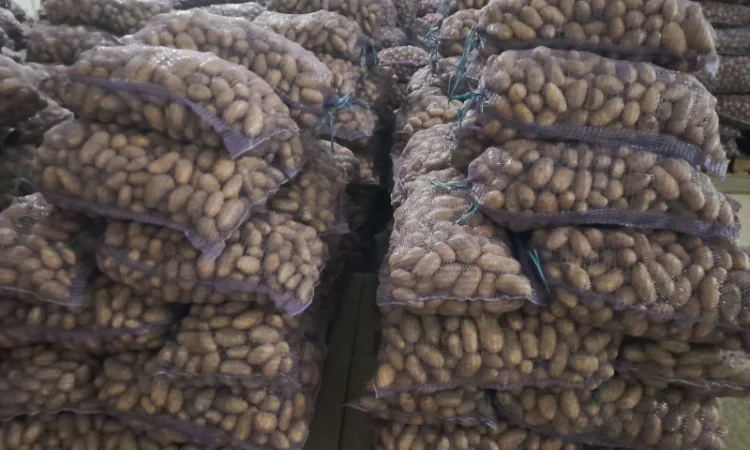 Продаж картоплі сорту Гранада - фото № 1