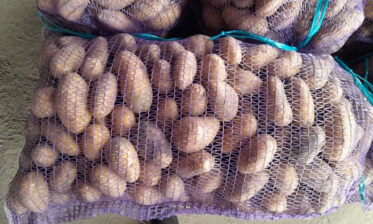 Продаж картоплі сорту Гранада - фото № 2