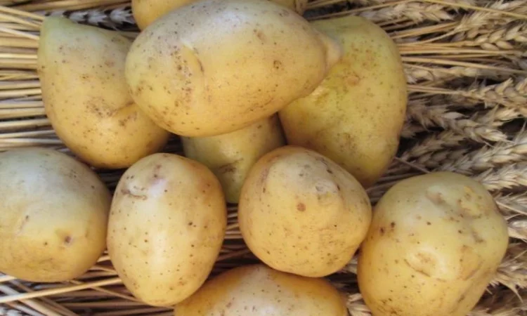 Картопля насіннєва сорт Гала 1 репродукція - фото № 1