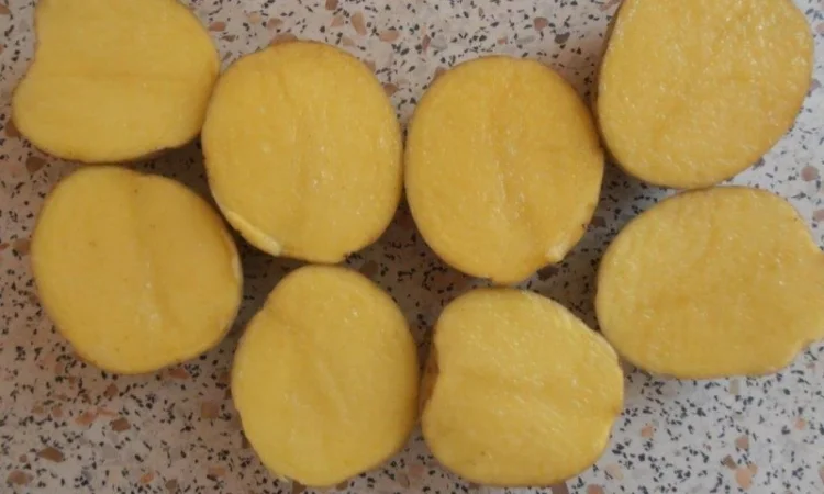 Картопля насіннєва сорт Гала 1 репродукція - фото № 2