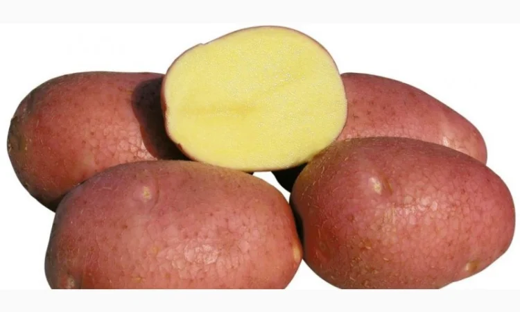 Насіннєва картопля сорт Беллароза 1 репродукція - фото № 1