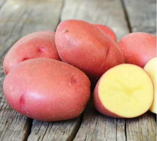 Насіннєва картопля сорт Еволюшн (Голандія) 1 репродукція - фото № 1