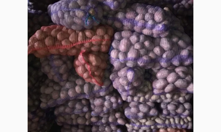 Продаж картоплі Білароса оптом - фото № 1