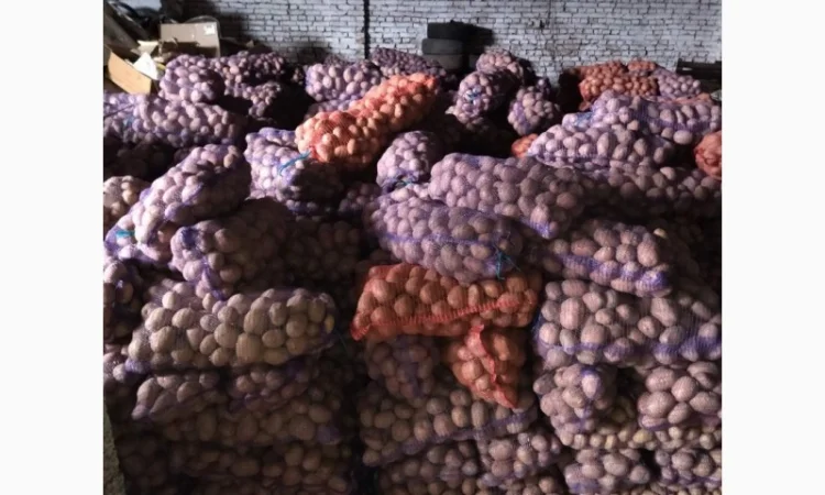 Продаж картоплі Білароса оптом - фото № 2