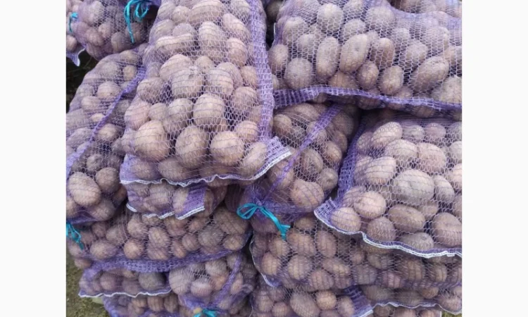 Картопля на продаж від населення - фото № 1
