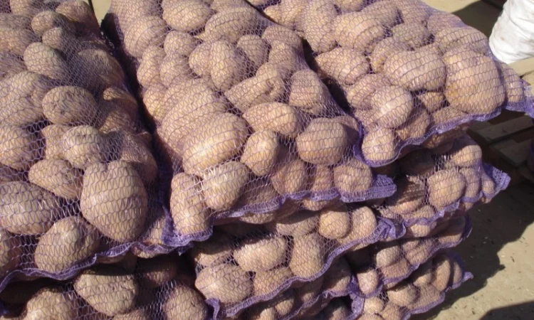 Покупка картошки Словянка Беллароса Санте - фото № 1