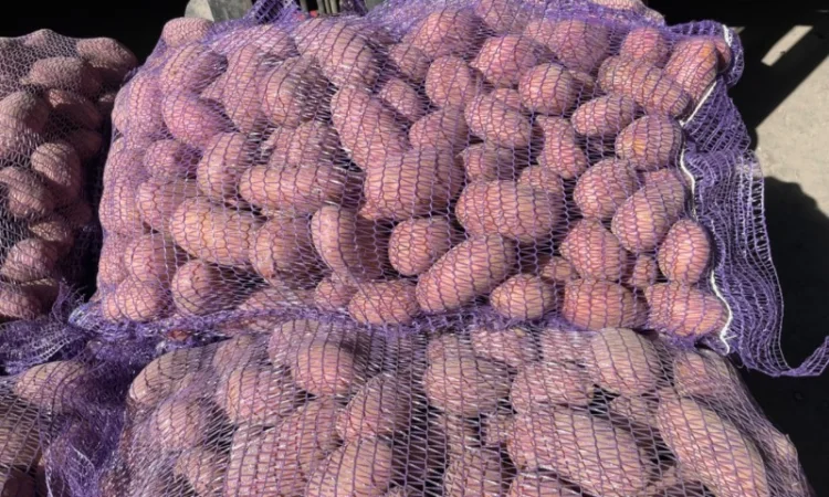 Продаж товарної картоплі 2025 року - фото № 1