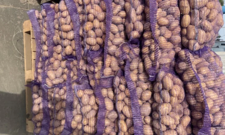 Продаж товарної картоплі 2025 року - фото № 2