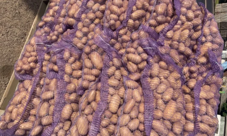 Продаж товарної картоплі 2025 року - фото № 3