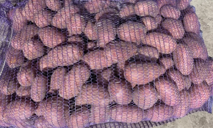 Продаж товарної картоплі 2025 року - фото № 4