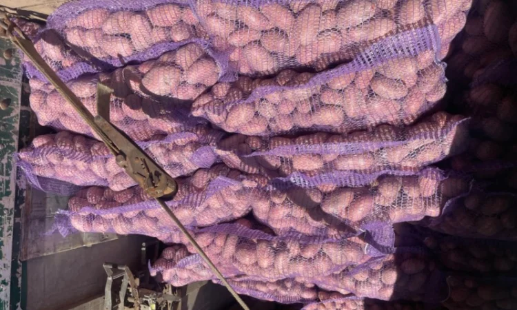 Продаж товарної картоплі 2025 року - фото № 5