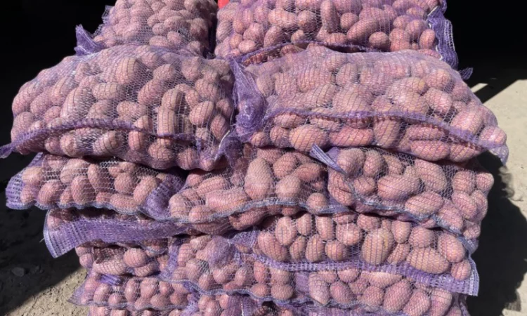 Продаж товарної картоплі 2025 року - фото № 7