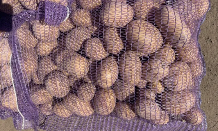 Продаж товарної картоплі 2025 року - фото № 8