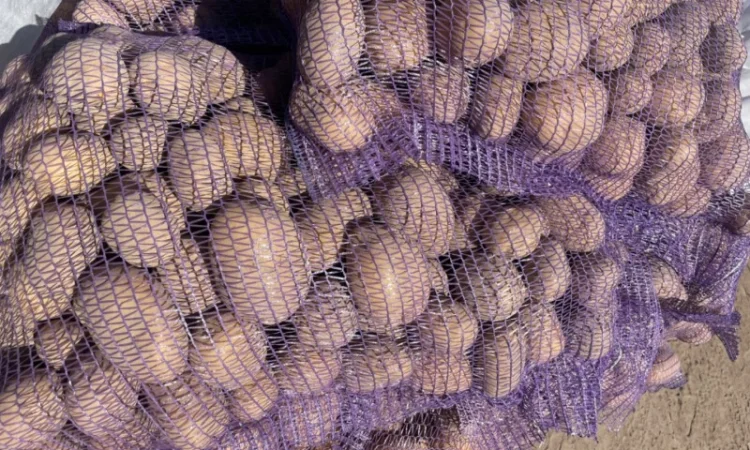 Продаж товарної картоплі 2025 року - фото № 10