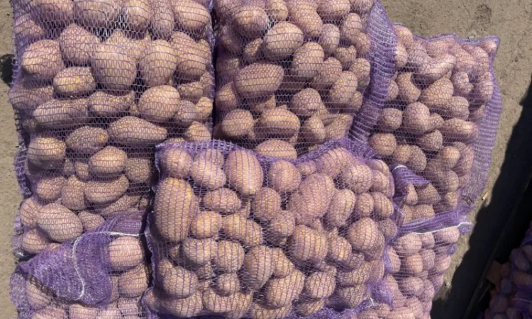 Продаж товарної картоплі 2025 року - фото № 11