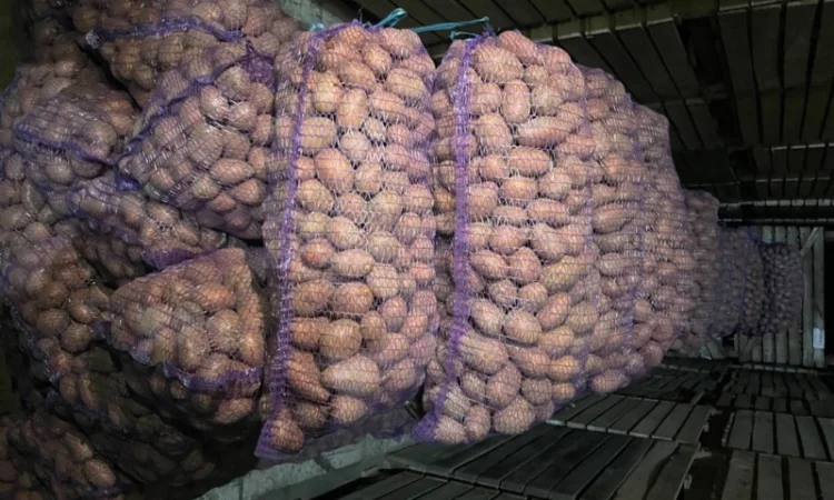 Картопля 2-й сорт за вигідною ціною - фото № 5