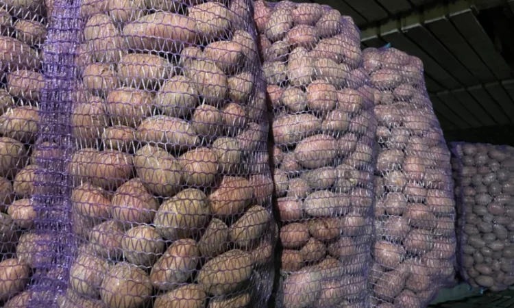 Картопля 2-й сорт за вигідною ціною - фото № 6