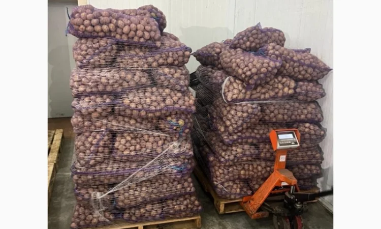 Картопля 2-й сорт за вигідною ціною - фото № 8