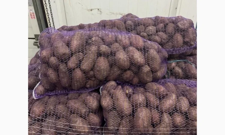 Картопля 2-й сорт за вигідною ціною - фото № 3