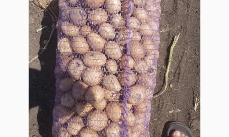 Якісна картопля Арізона на продаж - фото № 1