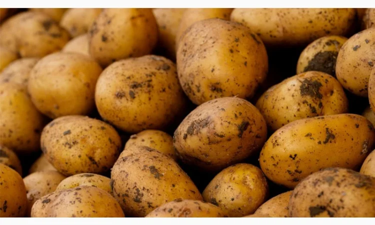 Куплю товарну картоплю оптом - фото № 1