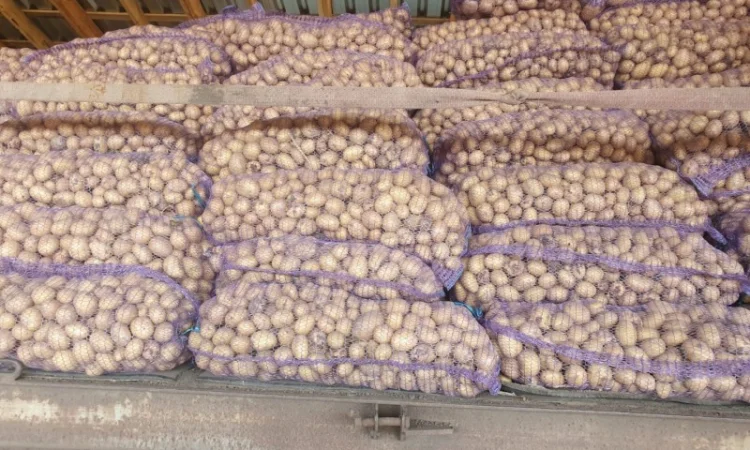 Продаж картоплі сорту Рів'єра - фото № 1