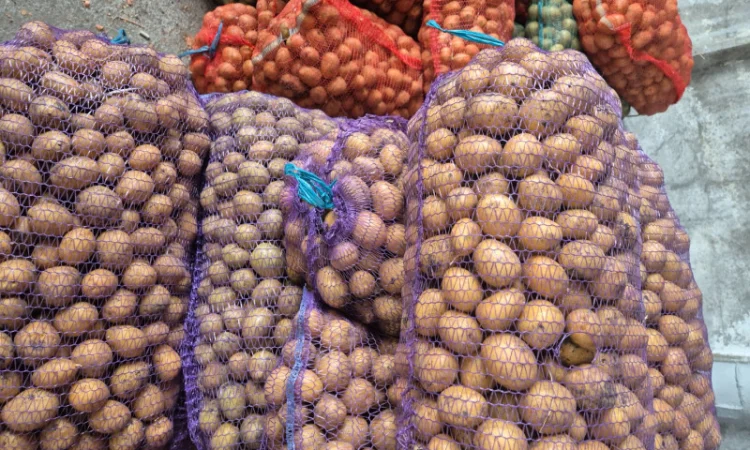 Продаж картоплі сорту Рів'єра - фото № 2