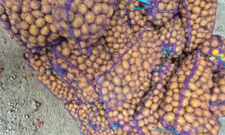 Продаж картоплі сорту Рів'єра - фото № 3