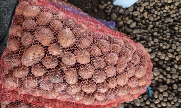 Продаж картоплі сорту Рів'єра - фото № 4