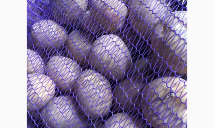 Картопля сорт Гала і Коломбо на продаж - фото № 1