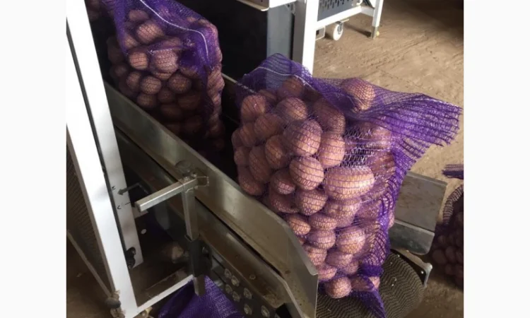 Картопля сорт Гала і Коломбо на продаж - фото № 2