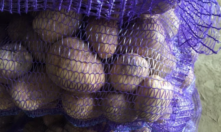 Картопля сорт Гала і Коломбо на продаж - фото № 3