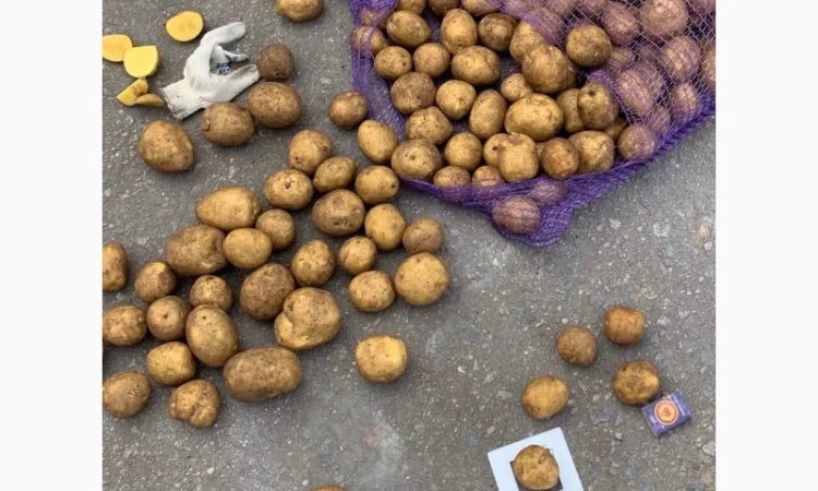 Картопля сорт Гала і Коломбо на продаж - фото № 4