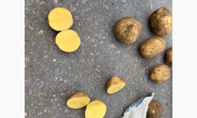 Картопля сорт Гала і Коломбо на продаж - фото № 5