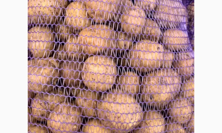 Картопля сорт Гала і Коломбо на продаж - фото № 6